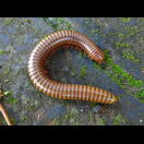 Ein Tausendfüßer von mehr als 10&nbsp;cm Länge